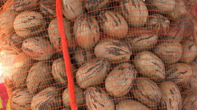 SENASA certiticó el primer envío de nuez pecán a China