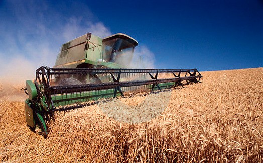 Fijando nuevo récord, el trigo arrojaría una producción de 27,7 Mt