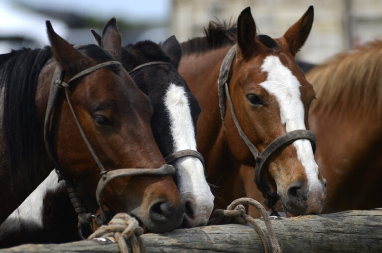 Las exportaciones de caballos generaron ingresos por más de US$ 20 millones