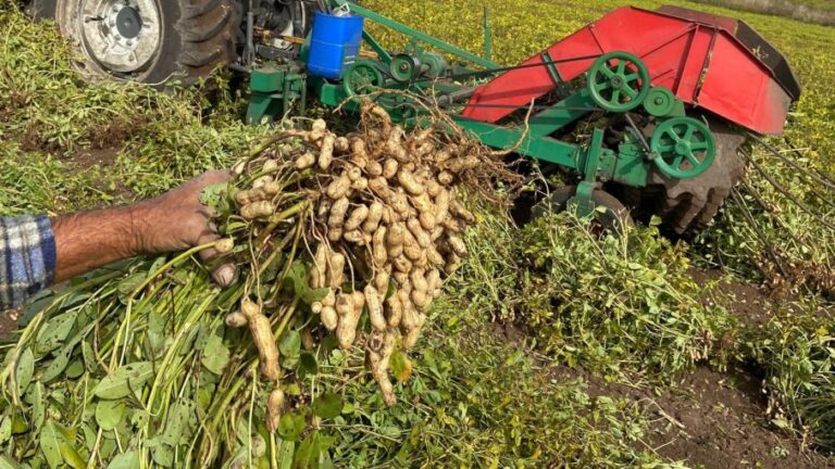Por qué el maní cordobés es el más dulce del mundo