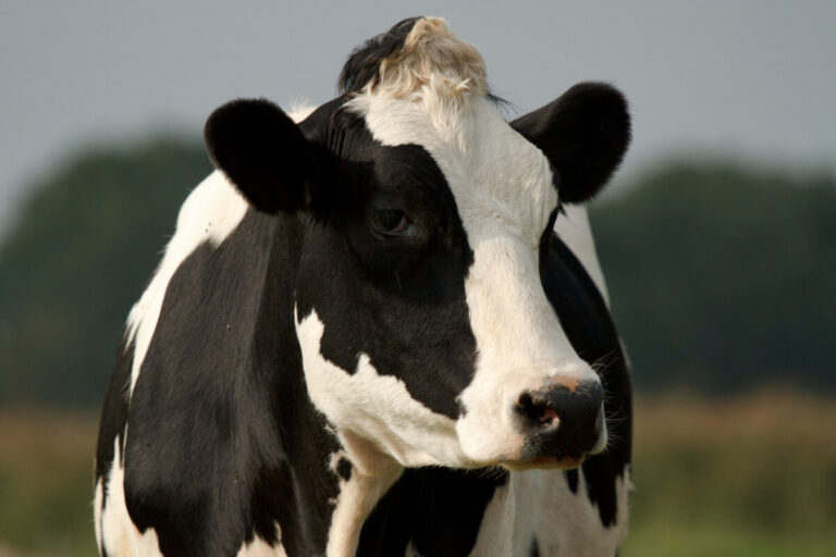 Las exportaciones del sector lechero fueron las más altas de los últimos 12 años