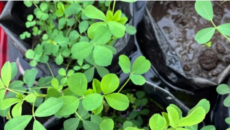 Amplían genéticamente la tolerancia al anegamiento de la alfalfa
