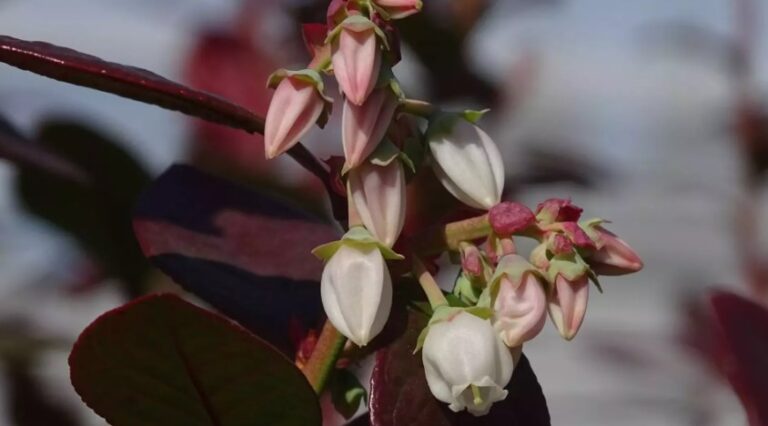 Arándanos: investigan la biología reproductiva para potenciar el mejoramiento genético