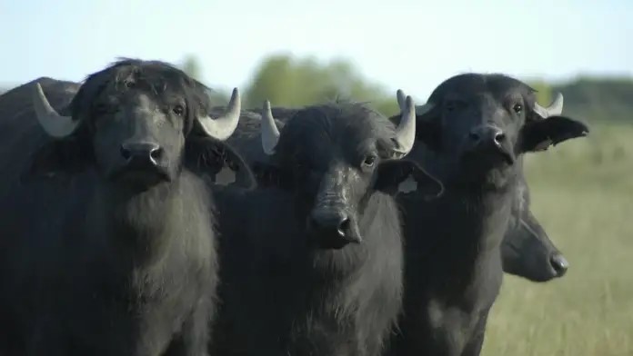 Radiografía del sector bubalino en Argentina