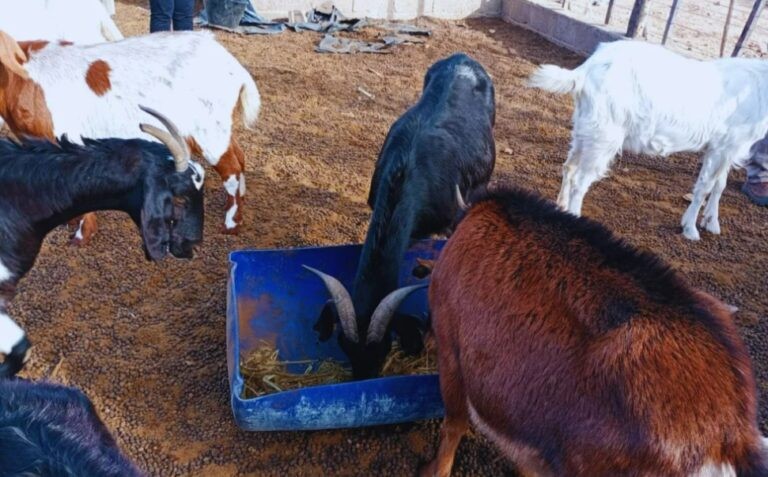 Suplementación estratégica para cabras en zonas áridas