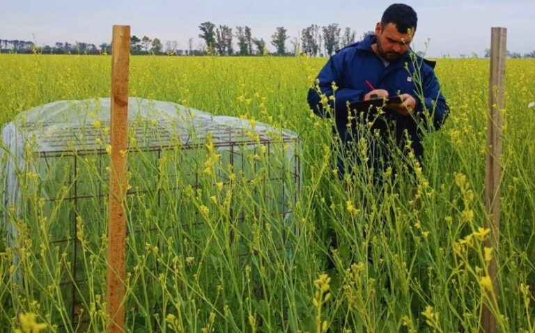 Estudio demostró que las colmenas de abejas melíferas potencian la carinata