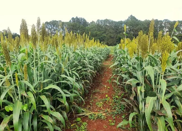 El sorgo es una alternativa forrajera frente a los desafíos ganaderos que se vienen