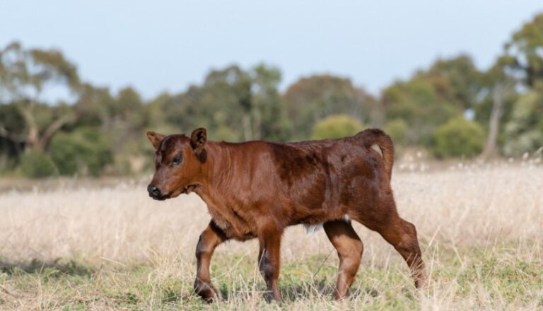 Terneros centinela: eficaz herramienta de vigilancia epidemiológica de la fiebre aftosa
