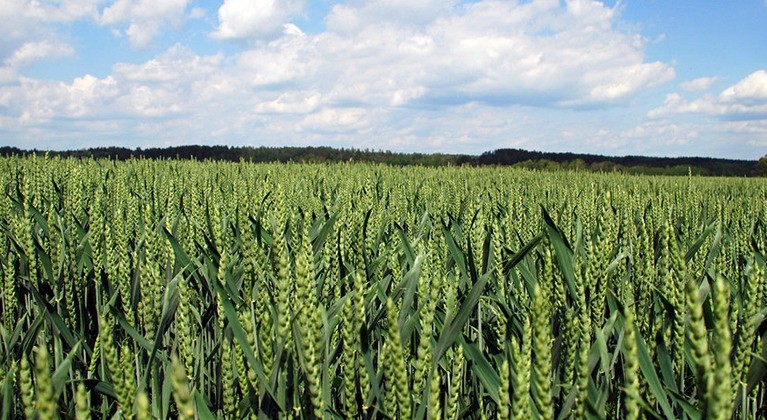 La SRA advirtió sobre el fuerte incremento de costos para la campaña 2026/27 de trigo