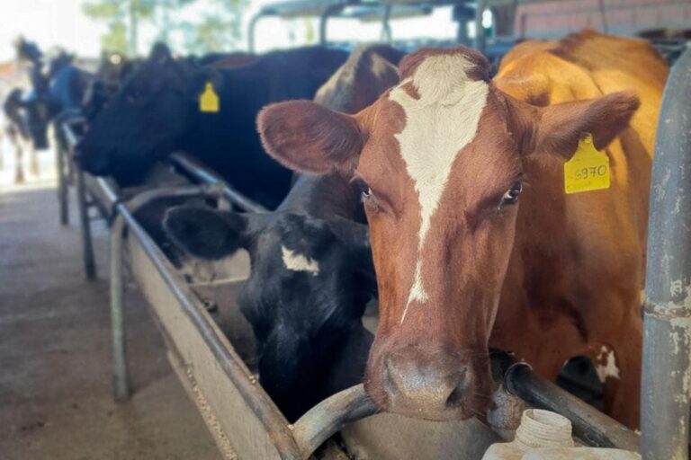 Nestlé anunció que dejará de comprar leche orgánica