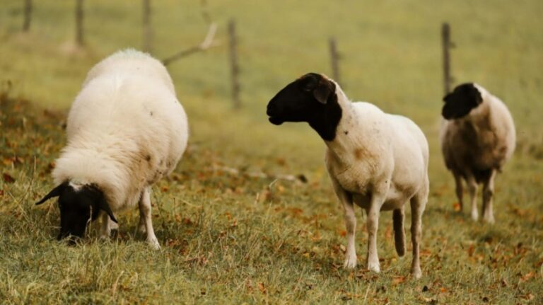 Por primera vez se detectaron brotes de scrapie clásico en ovinos importados