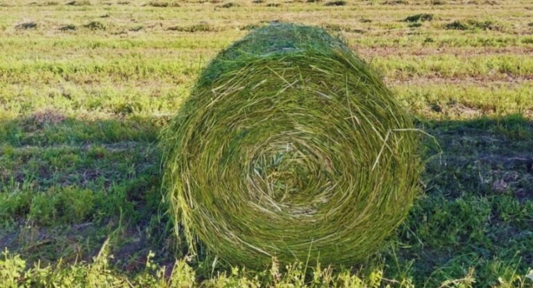 Con verdeos de invierno, aseguran disponibilidad de forraje de calidad
