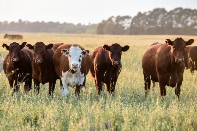 Jornada del IPCVA: genética y recría para maximizar carne y conversión