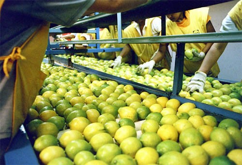 Las exportaciones de limón crecen 36% interanual en valor, el mayor nivel en 20 años