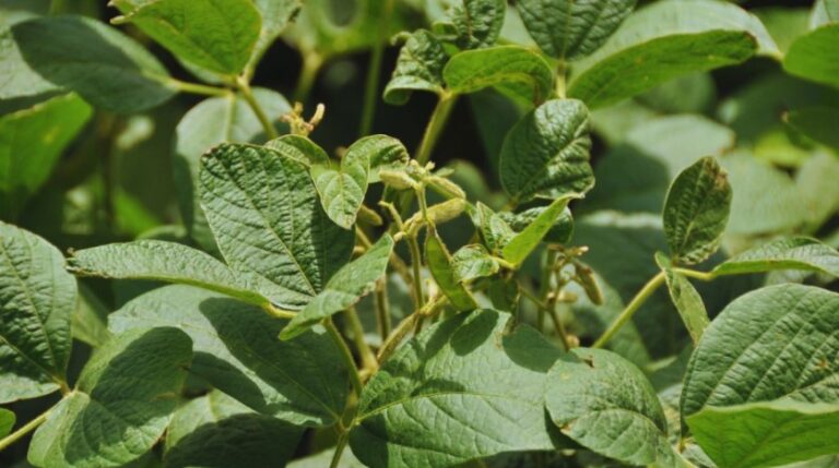 Agroactiva: INTA presentó líneas de innvación biotecnológicas para sistemas productivos