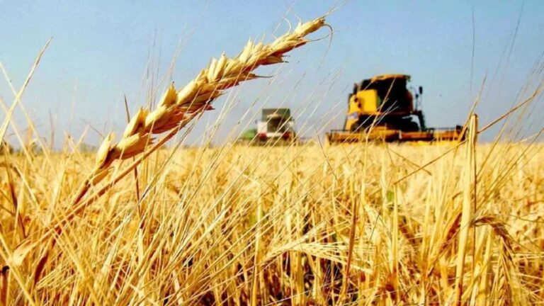 La urea exige 84% más de trigo que hace un año y vuelve a presionar los márgenes