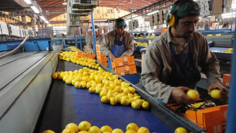 Las exportaciones de limones tuvieron fuerte crecimiento interanual en el primer cuatrimestre de 2026