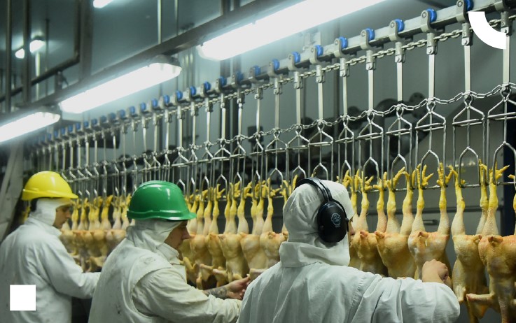 Se consume la misma cantidad de carne de pollo que vacuna