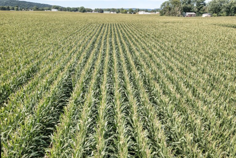 El precio de la tierra en subzona maicera de Zona Núcleo toca máximos nominales luego de 15 años
