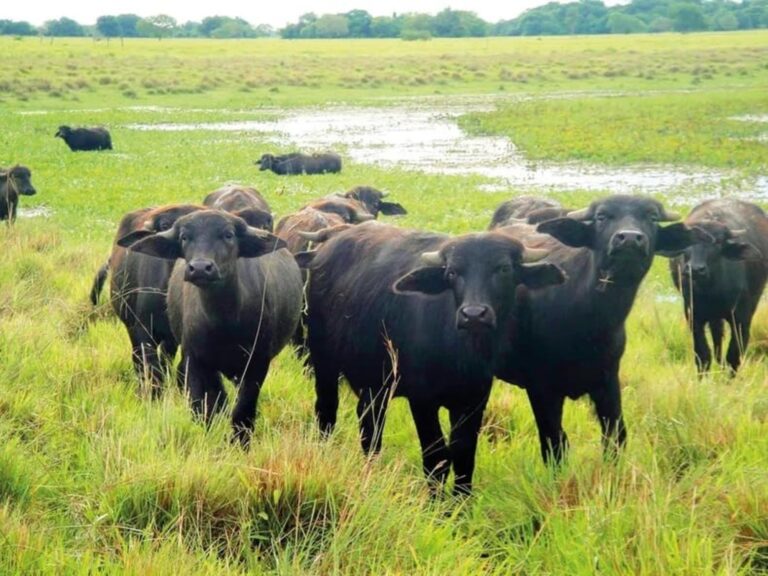 Corrientes impulsa la producción de búfalos