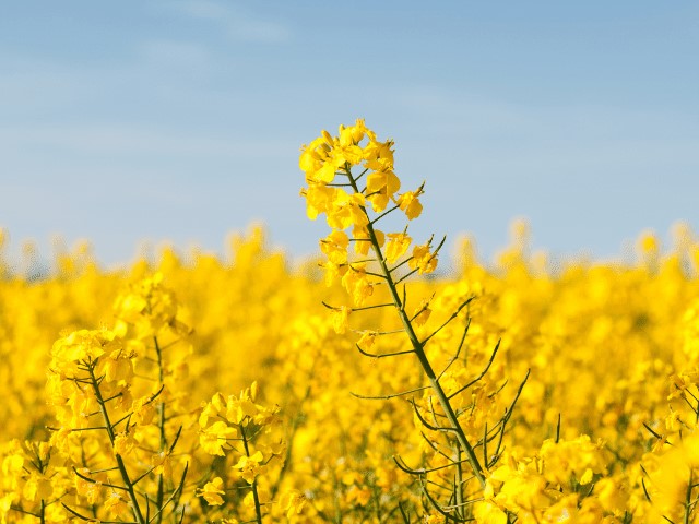 Colza, carinata y camelina: alternativas para diversificar las rotaciones agrícolas
