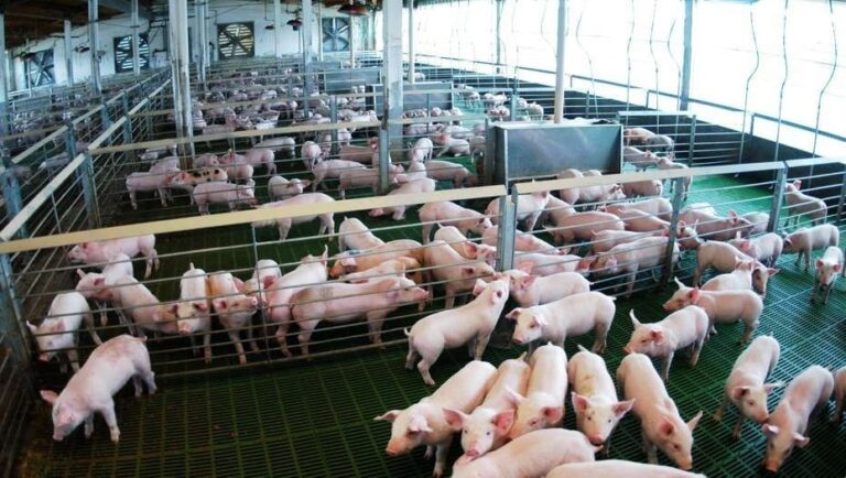 Brasil baja el precio de la carne de cerdo con máximo de ventas a la Argentina