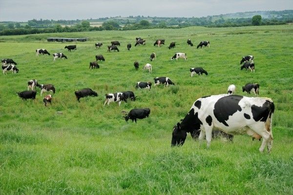 Invernada pastoril: suben los costos y el pasto gana protagonismo