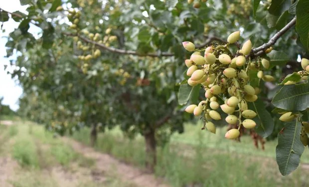 El pistacho supera las 9.000 hectáreas plantadas en Argentina y gana terreno como inversión agroindustrial