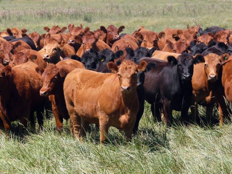 Cae 18% el margen de la invernada en el último mes