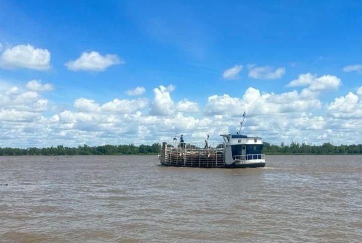 Santa Fe: ya trasladaron el 70% de la hacienda de las islas inundadas